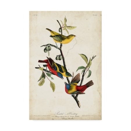 John James Audubon 'Painted Bunting Red' Canvas Art,12x19